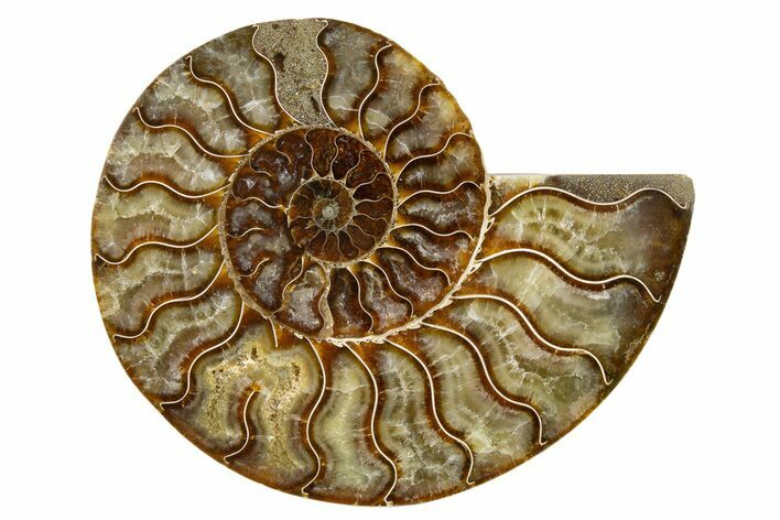 Cut & Polished Ammonite Fossil (Half) - Madagascar #345622